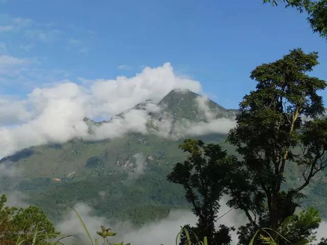 2023年忙肺古樹(shù)春茶多少一公斤？