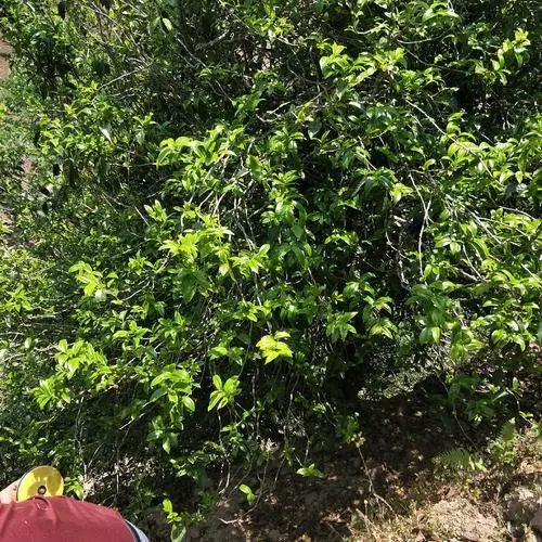 2023年那罕古樹(shù)春茶品質(zhì)如何？