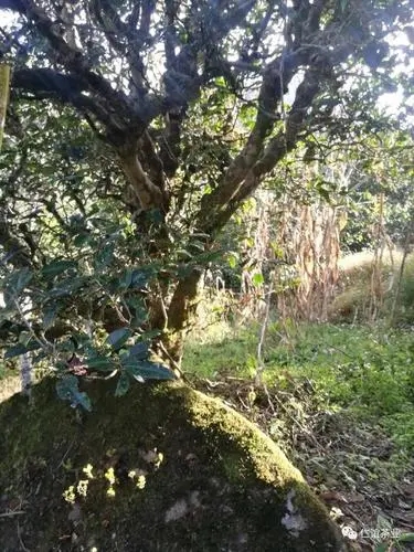 2023年那罕古樹(shù)春茶口感怎么樣？