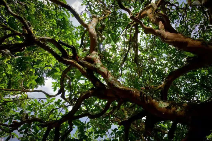 2023年那罕古樹(shù)春茶價(jià)格是多少？