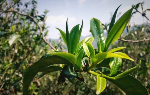 2023年小戶賽古樹(shù)春茶品質(zhì)怎么樣？