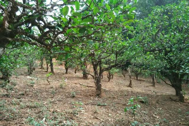 2023年小戶賽古樹(shù)春茶多少一公斤？