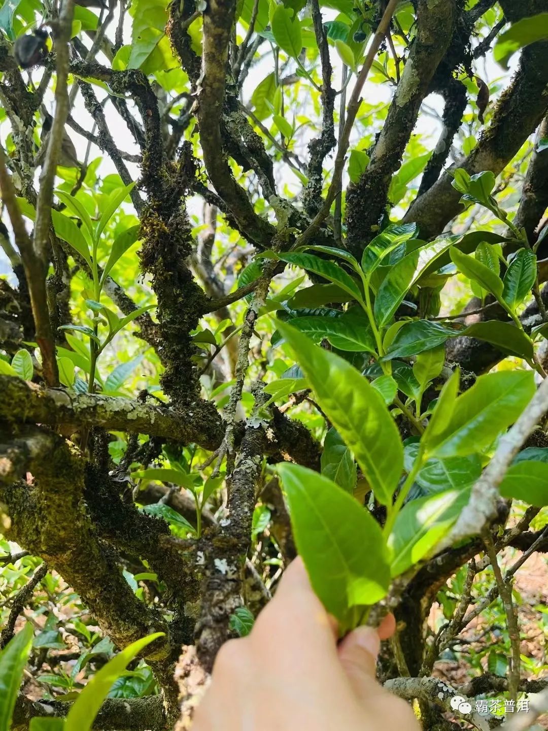 2023年正氣塘古樹(shù)春茶品質(zhì)如何？