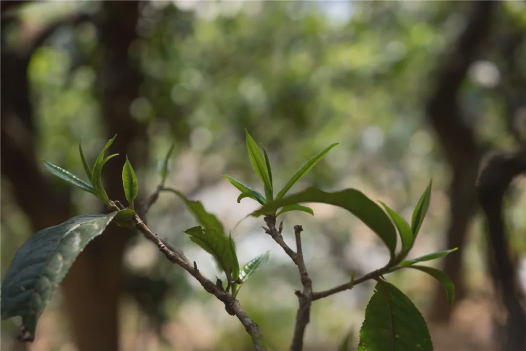 2023年壩糯古樹(shù)春茶品質(zhì)如何？