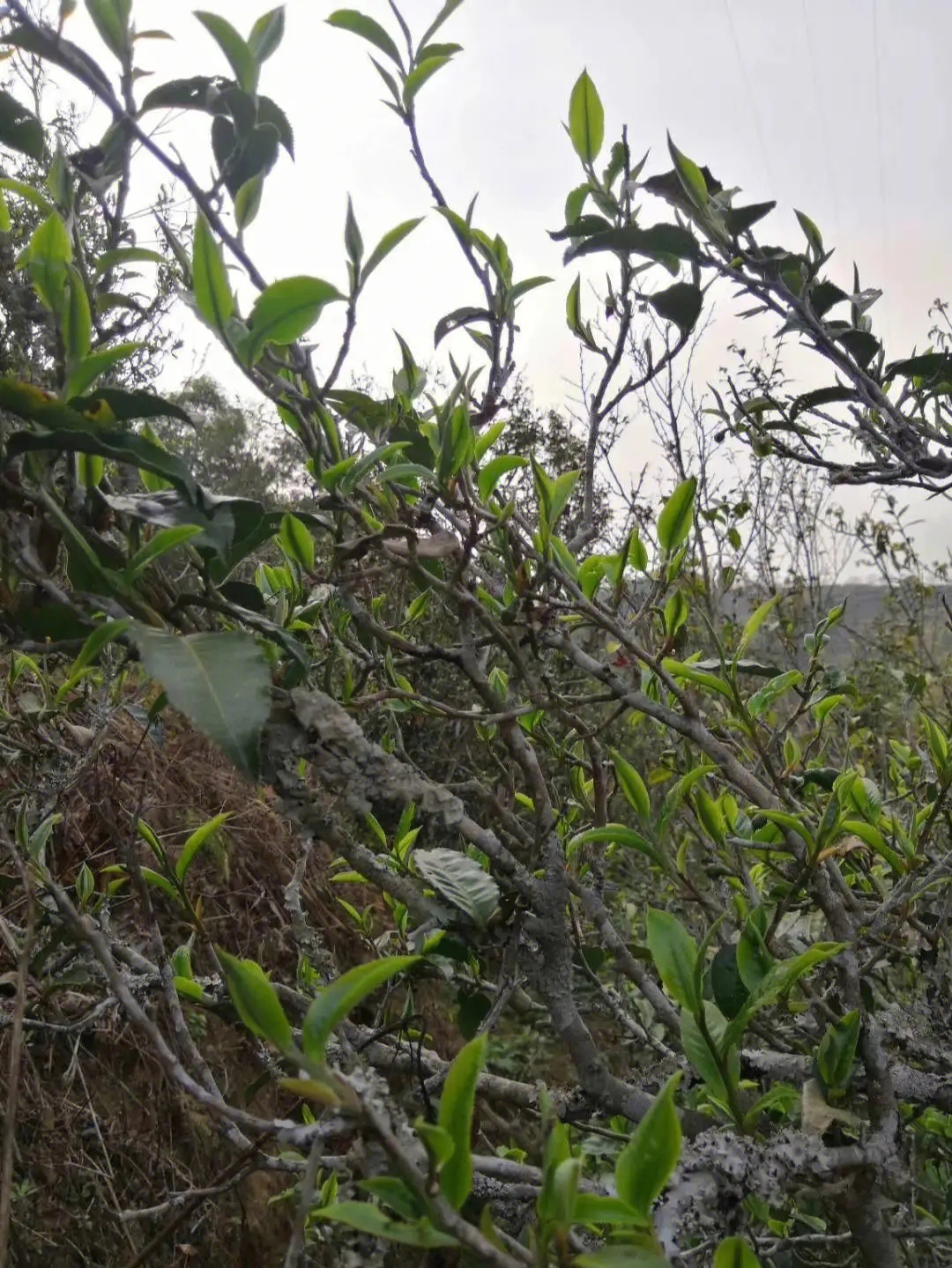 2023年壩糯古樹(shù)春茶多少一公斤？