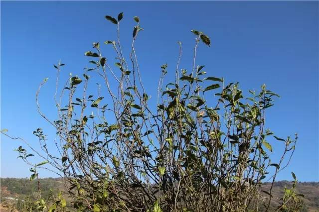 2023年那蕉古樹(shù)春茶品質(zhì)如何？