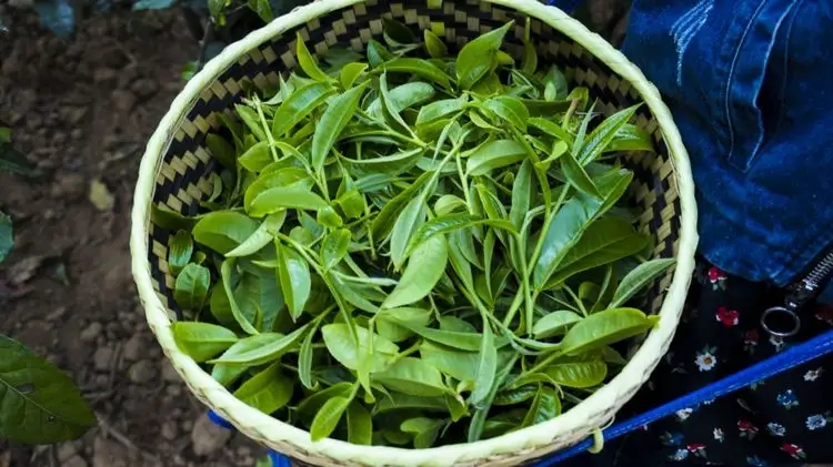 2023年那蕉古樹(shù)春茶特點(diǎn)是什么？