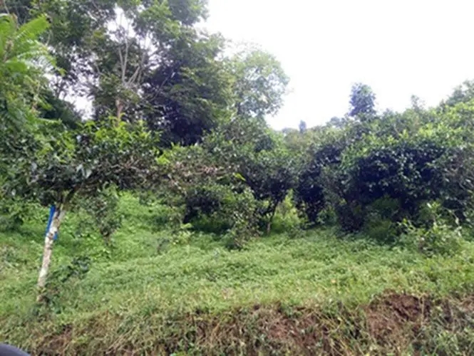 2023年南迫古樹春茶品質(zhì)怎么樣？