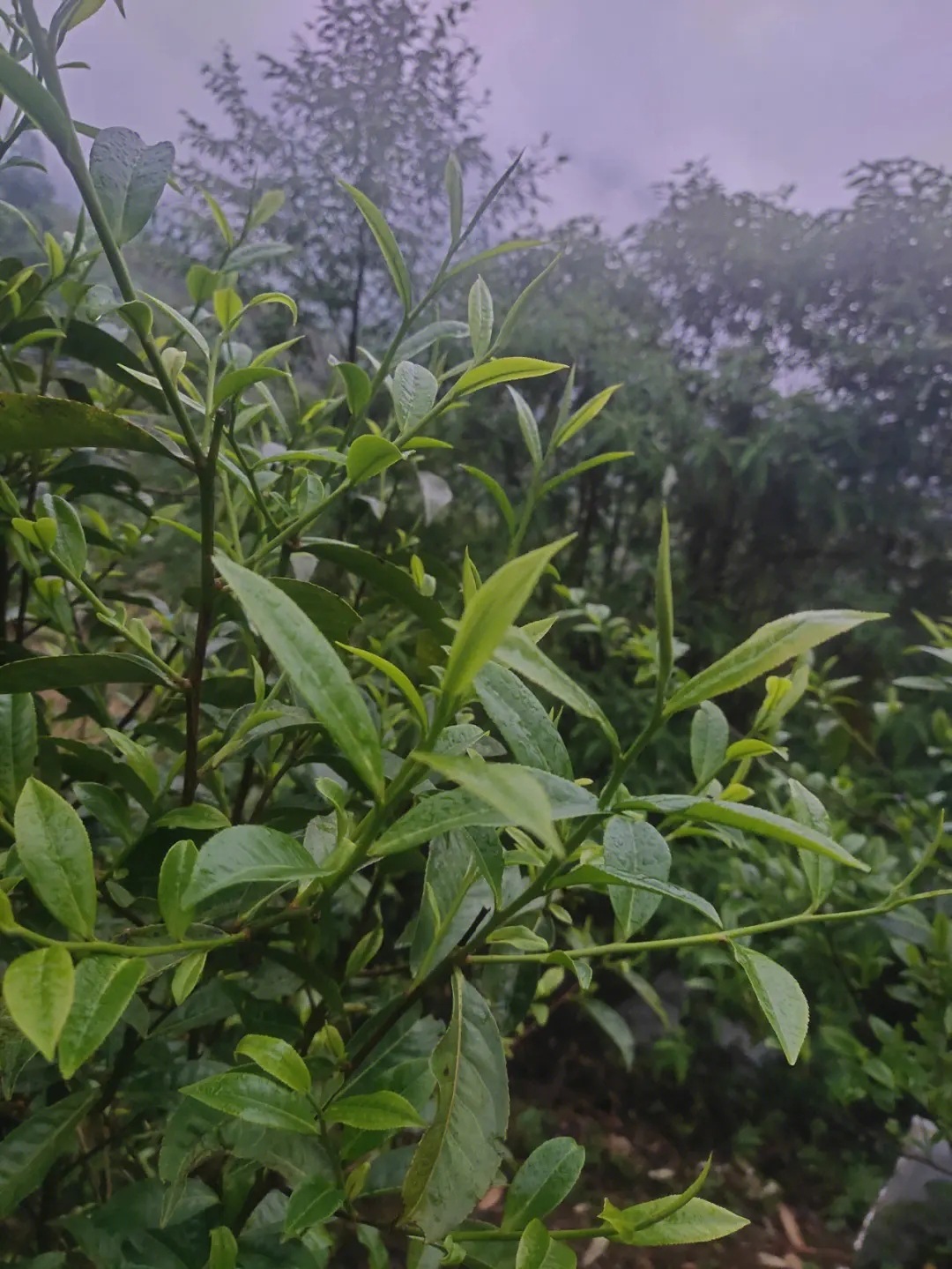 2023年南迫古樹春茶口感如何?