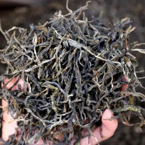 2023年地界古樹春茶品質(zhì)如何？