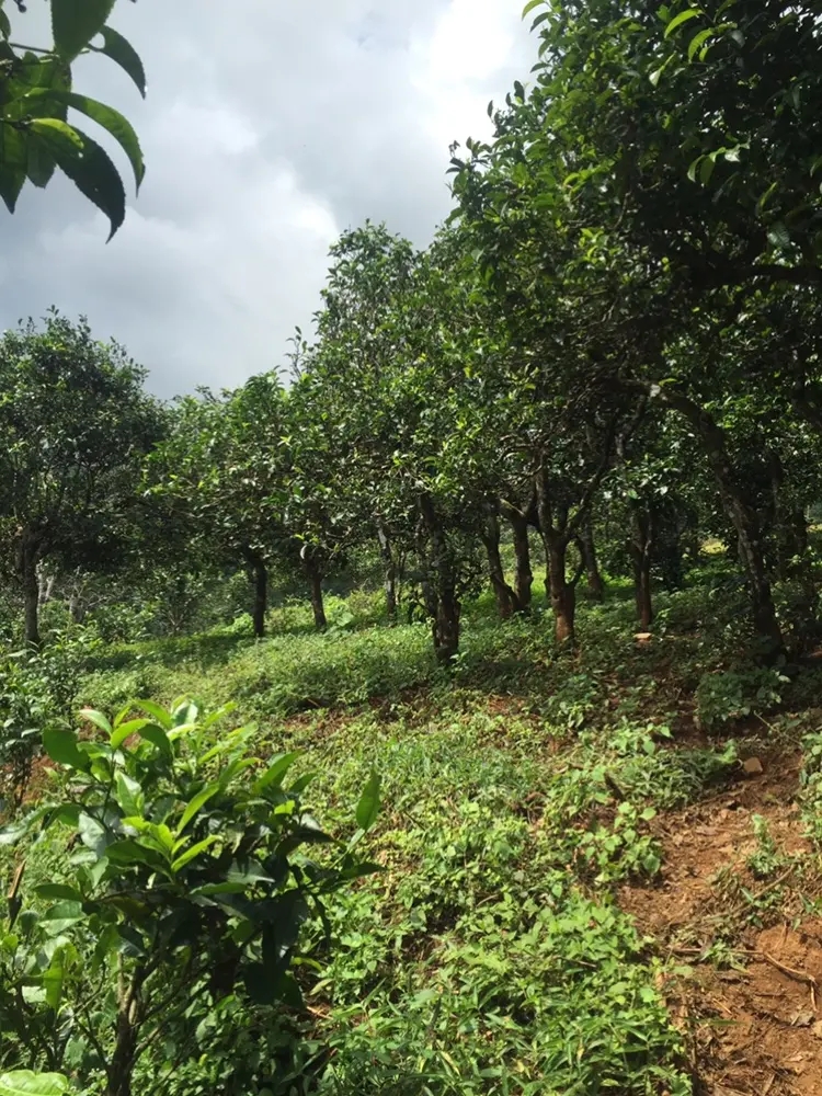 2023年地界古樹春茶特點(diǎn)是什么？