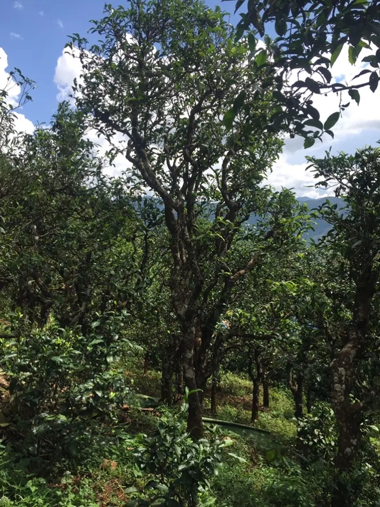 2023年地界古樹春茶多少錢一公斤？