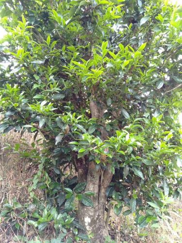 2023年壩歪古樹春茶口感怎么樣？