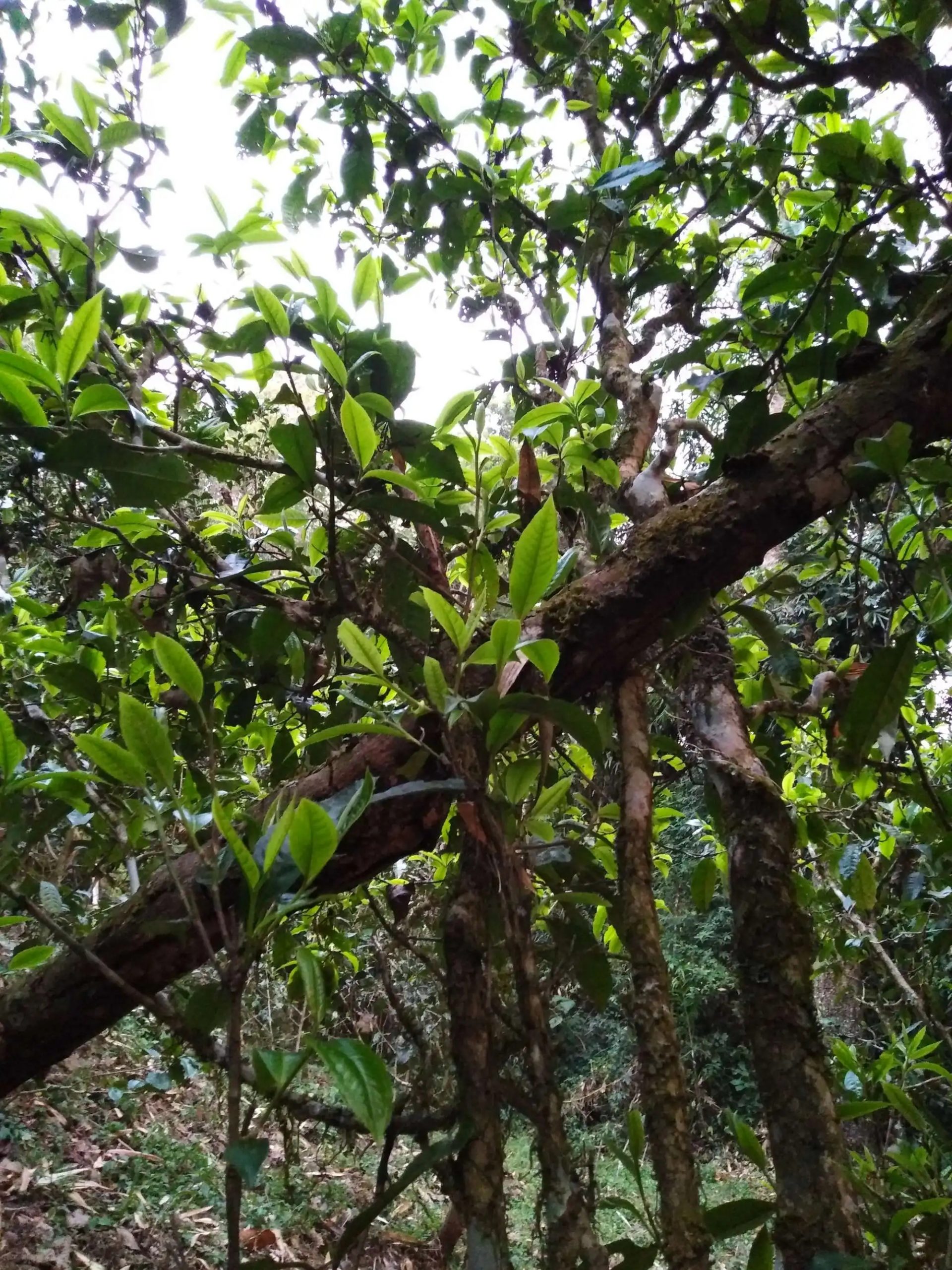 2023年糯伍古樹春茶品質(zhì)如何？