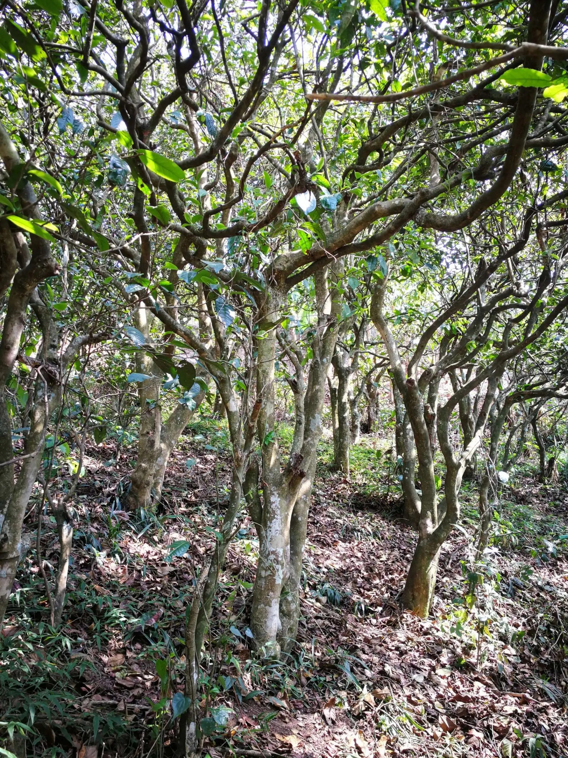 2023年糯伍古樹春茶多少一公斤？