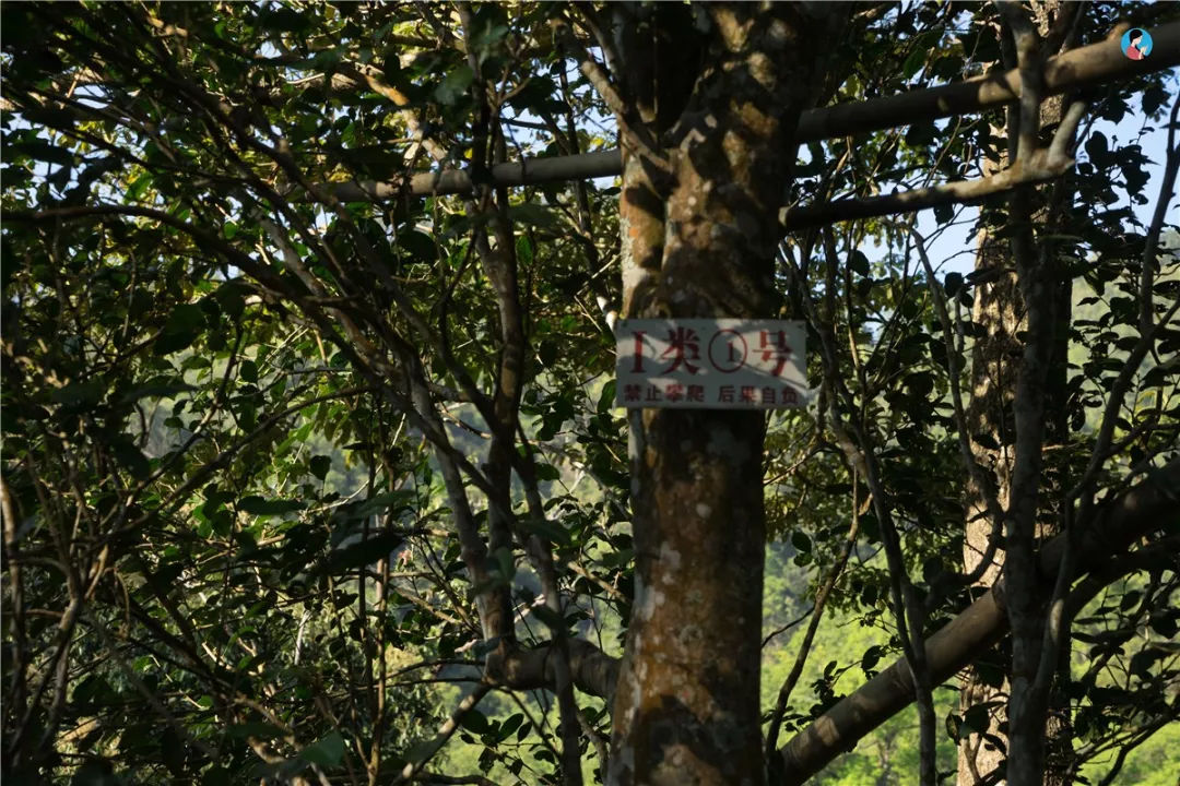 2023年薄荷塘古樹春茶價(jià)格是多少？