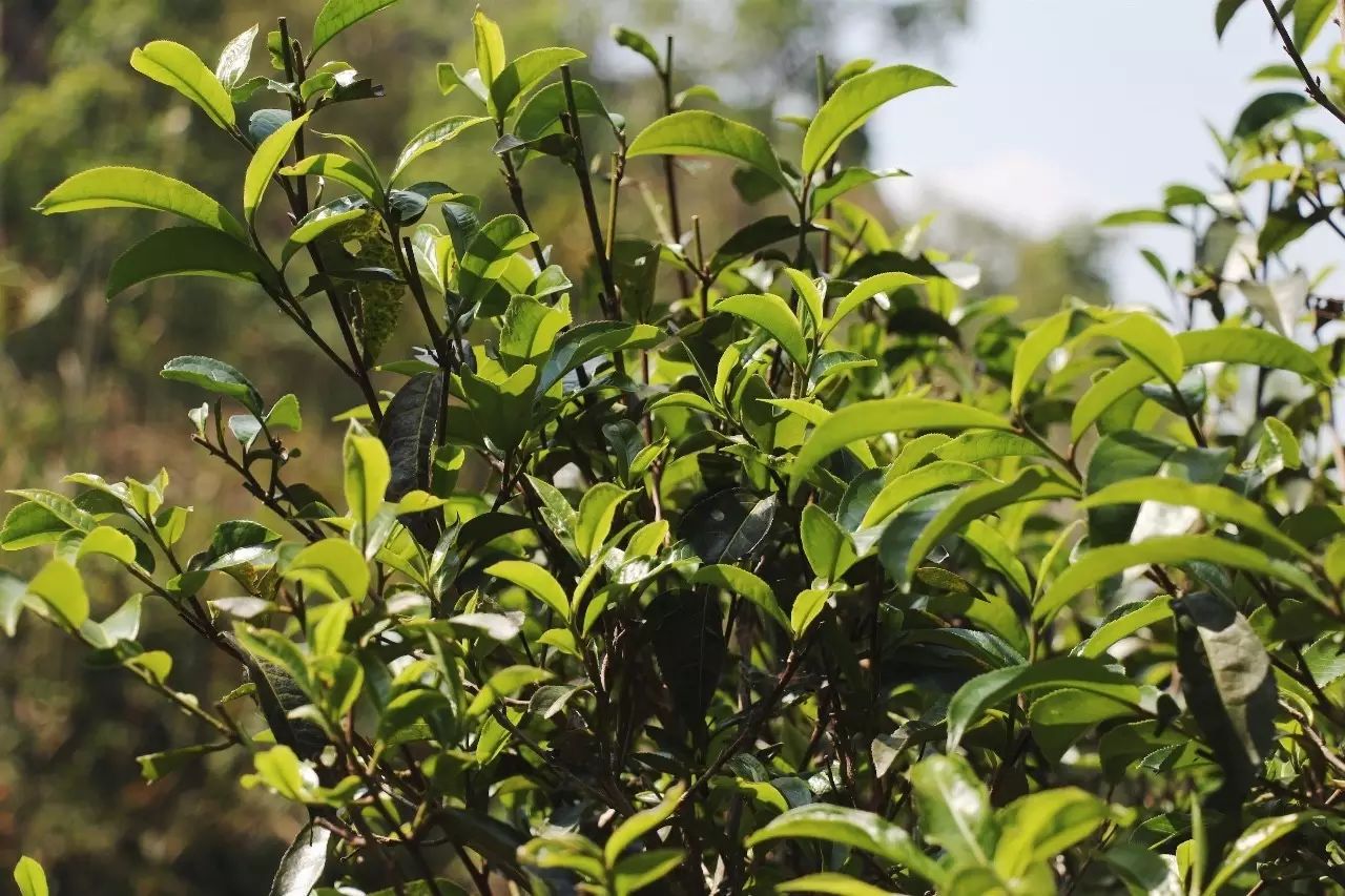 2023年彎弓古樹春茶品質(zhì)如何？