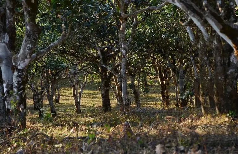 2023年彎弓古樹春茶特點(diǎn)是什么？