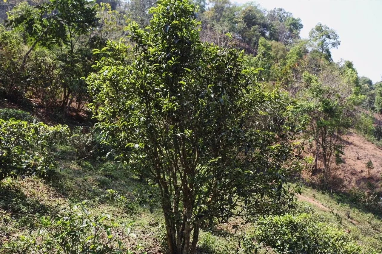 2023年彎弓古樹春茶價(jià)格是多少？