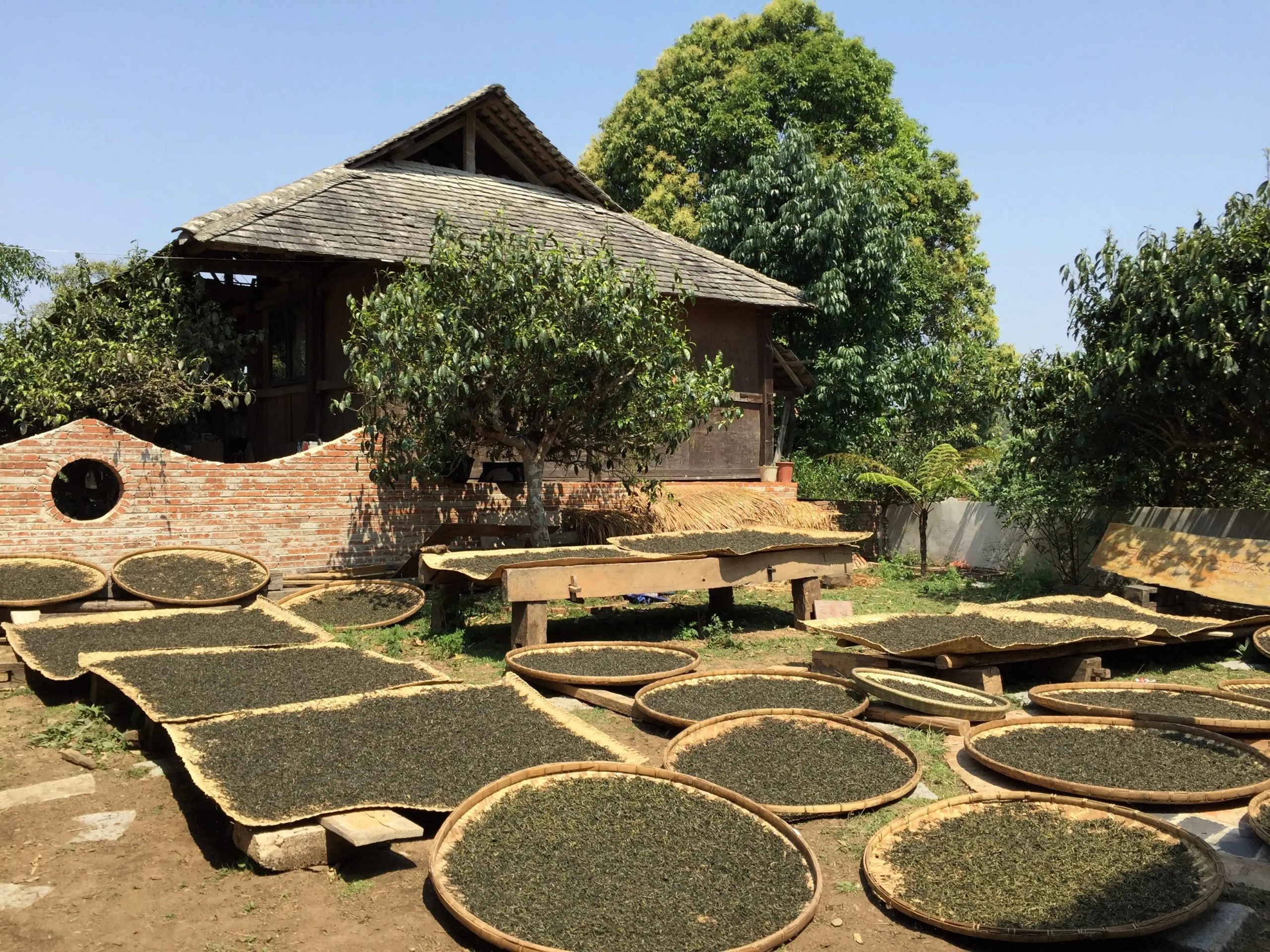 2023年彎弓古樹春茶多少一公斤？