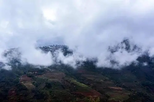 2023年勐庫大忠山古樹春茶口感如何？