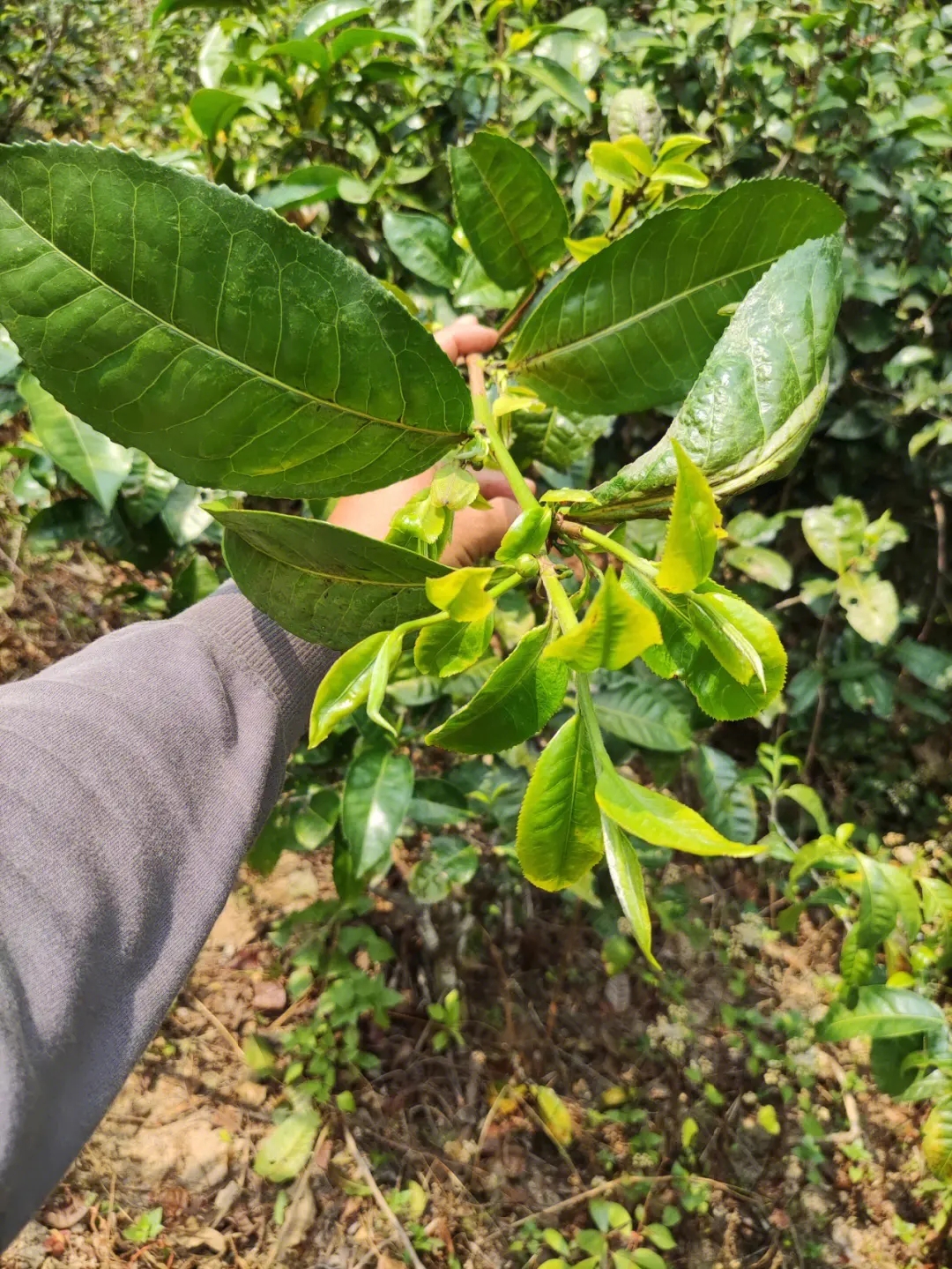 2023年勐庫小荒田古樹春茶品質(zhì)如何？