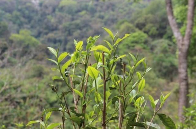 2023年勐庫那蕉古樹春茶品質(zhì)如何？