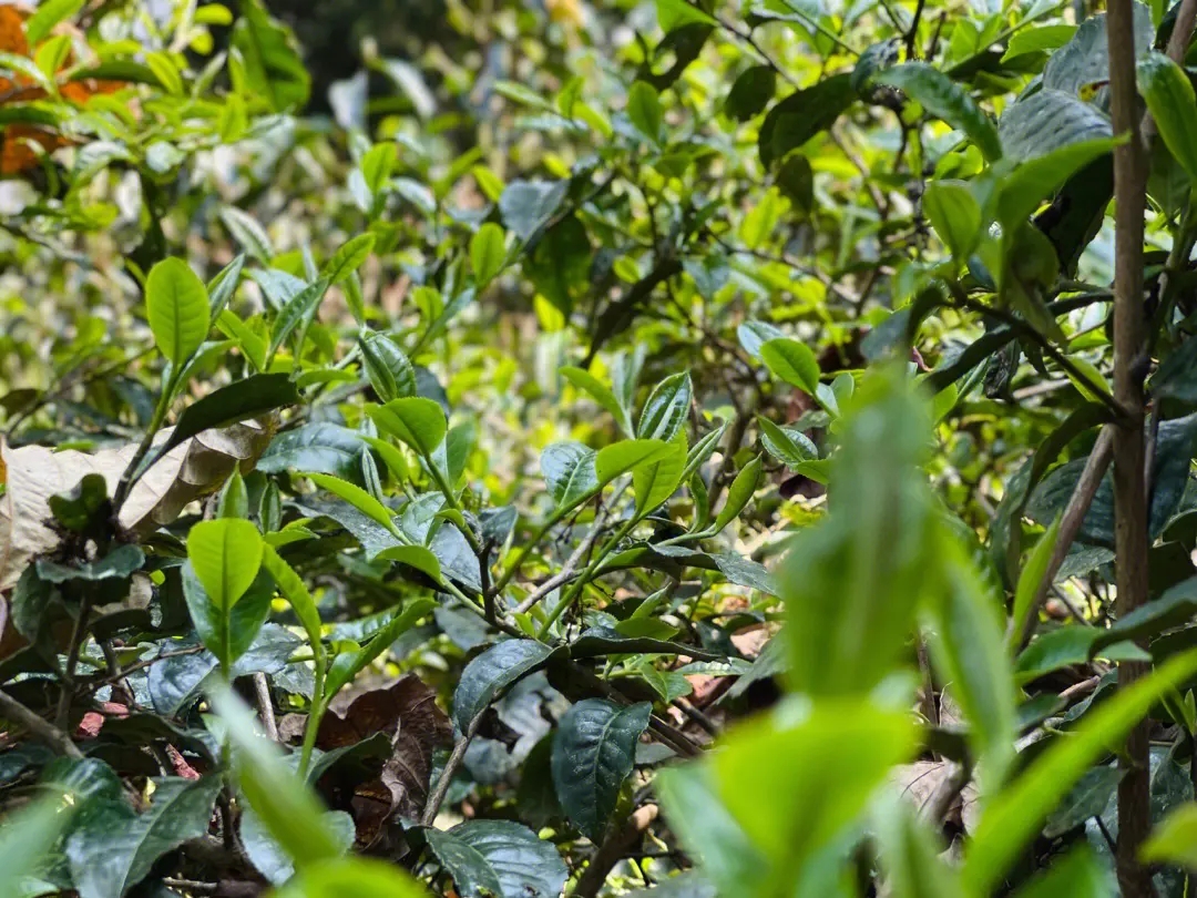 2023年勐庫那蕉古樹春茶多少一公斤？