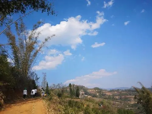 2023年勐庫豆腐寨古樹春茶特點(diǎn)是什么？