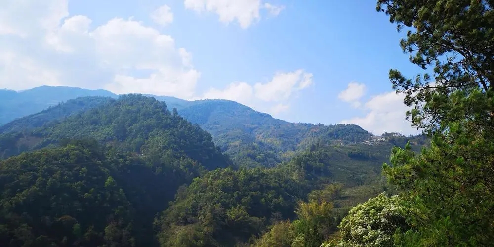 2023年勐庫豆腐寨古樹春茶品質(zhì)如何？