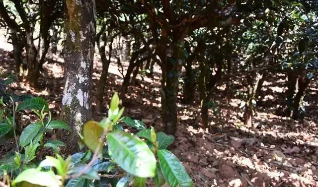 2023年勐庫豆腐寨古樹春茶價(jià)格是多少？