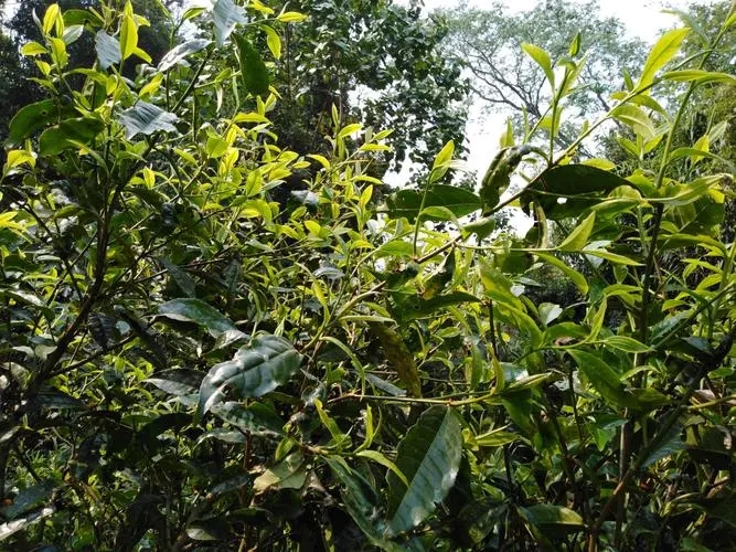 2023年勐庫河邊寨古樹春茶價格是多少？