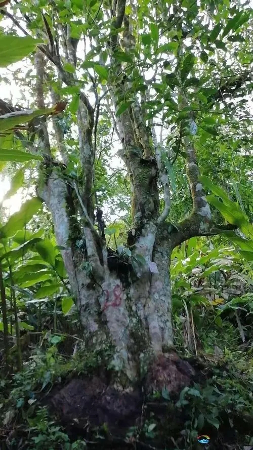 2023年麻栗坡古樹(shù)春茶品質(zhì)如何？