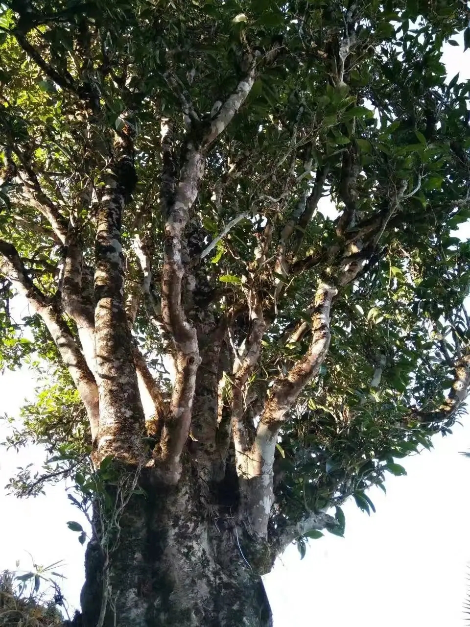 2023年麻栗坡古樹(shù)春茶口感怎么樣？