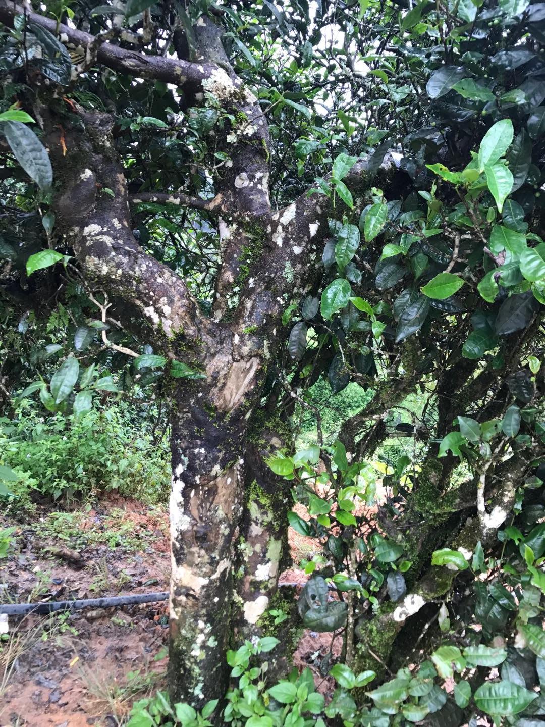 2023年麻栗坡古樹(shù)春茶價(jià)格是多少？