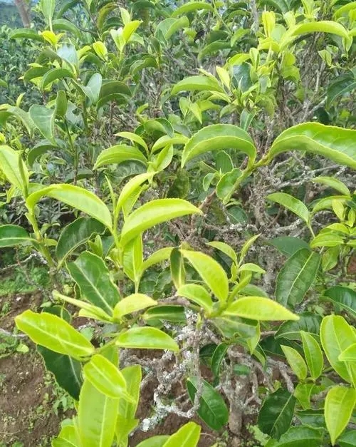 2023年鍋底塘古樹春茶品質(zhì)怎么樣？