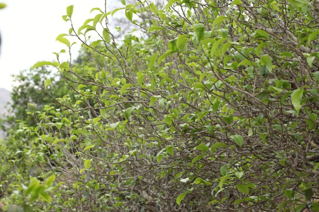 2023年鍋底塘古樹春茶價格多少？