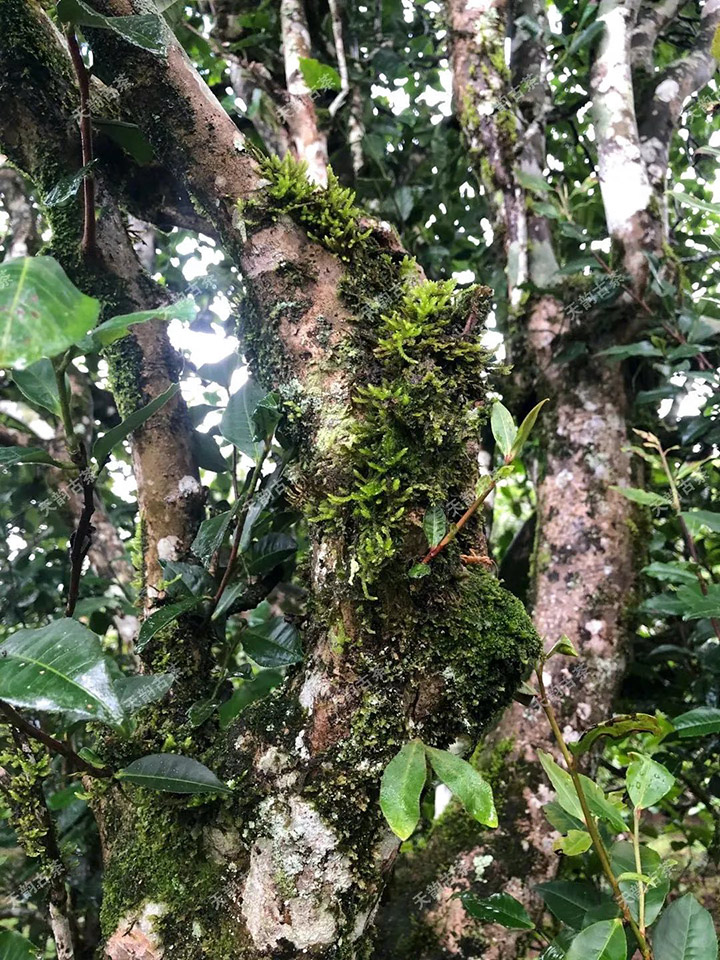 2023年永德大雪山古樹春茶品質(zhì)如何？