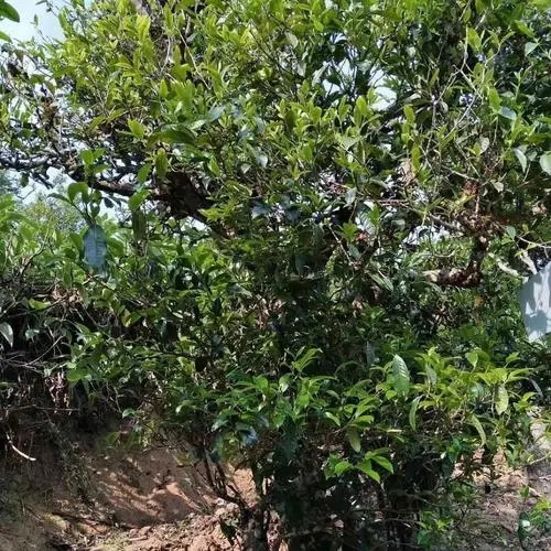 2023年永德大雪山古樹(shù)春茶口感怎么樣？