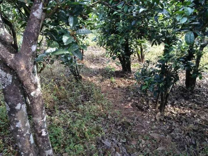 2023年永德大雪山古樹春茶價格是多少？