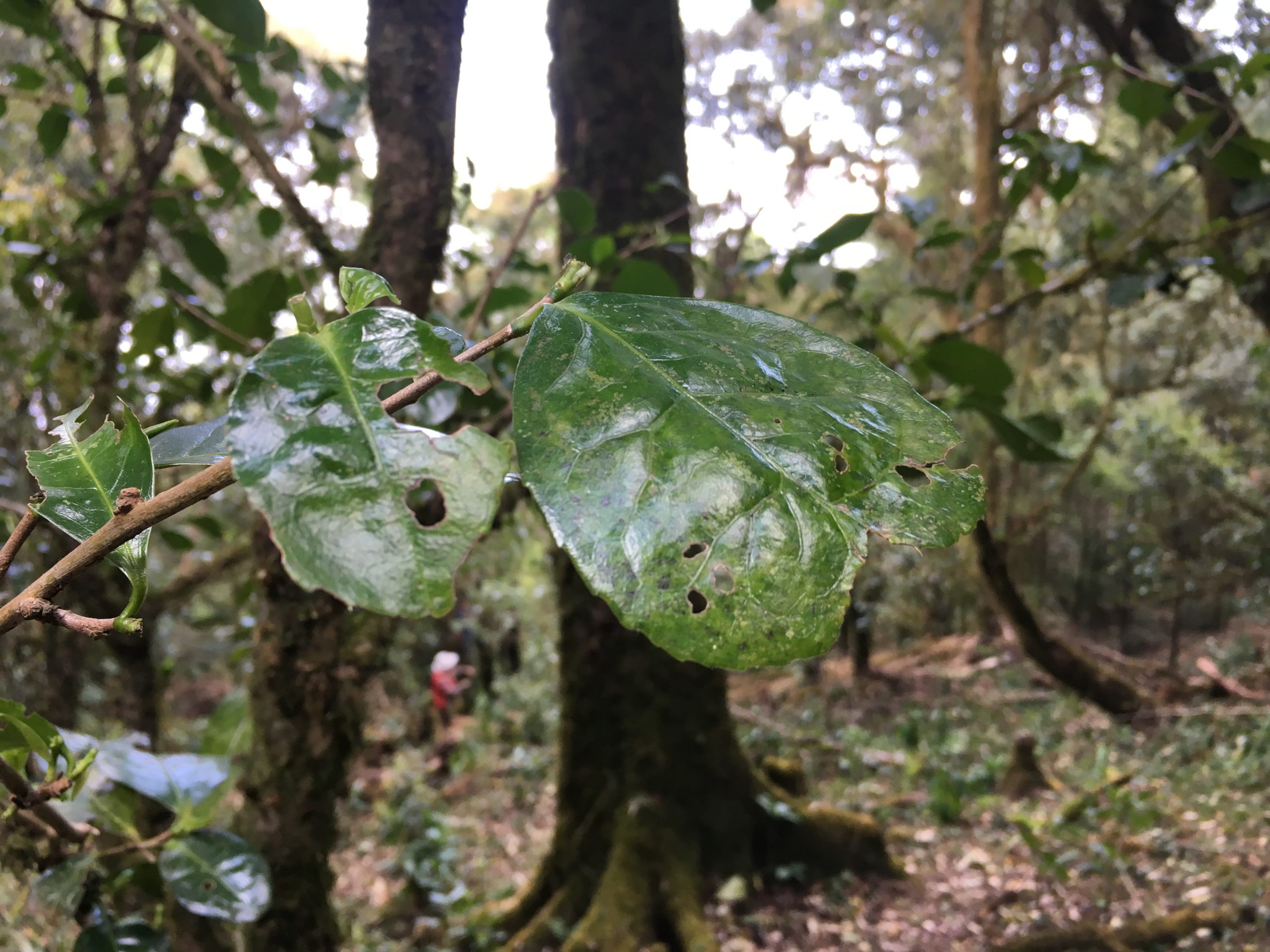 2023年永德大雪山古樹春茶多少一公斤？