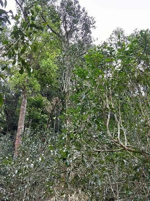 2023年多依樹古樹春茶品質(zhì)如何？