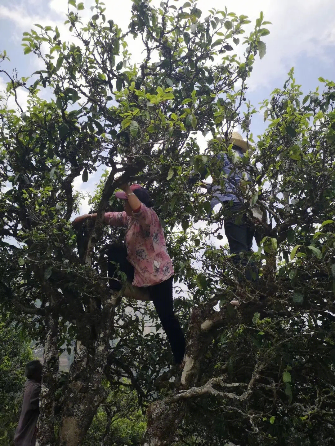 2023年寧洱擺尾箐古樹春茶特點是什么？