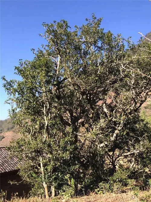 2023年寧洱擺尾箐古樹春茶價(jià)格是多少？