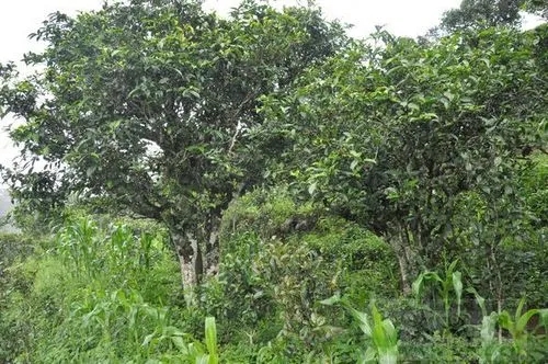 2023年鎮(zhèn)沅老海塘古樹春茶特點(diǎn) 是什么？