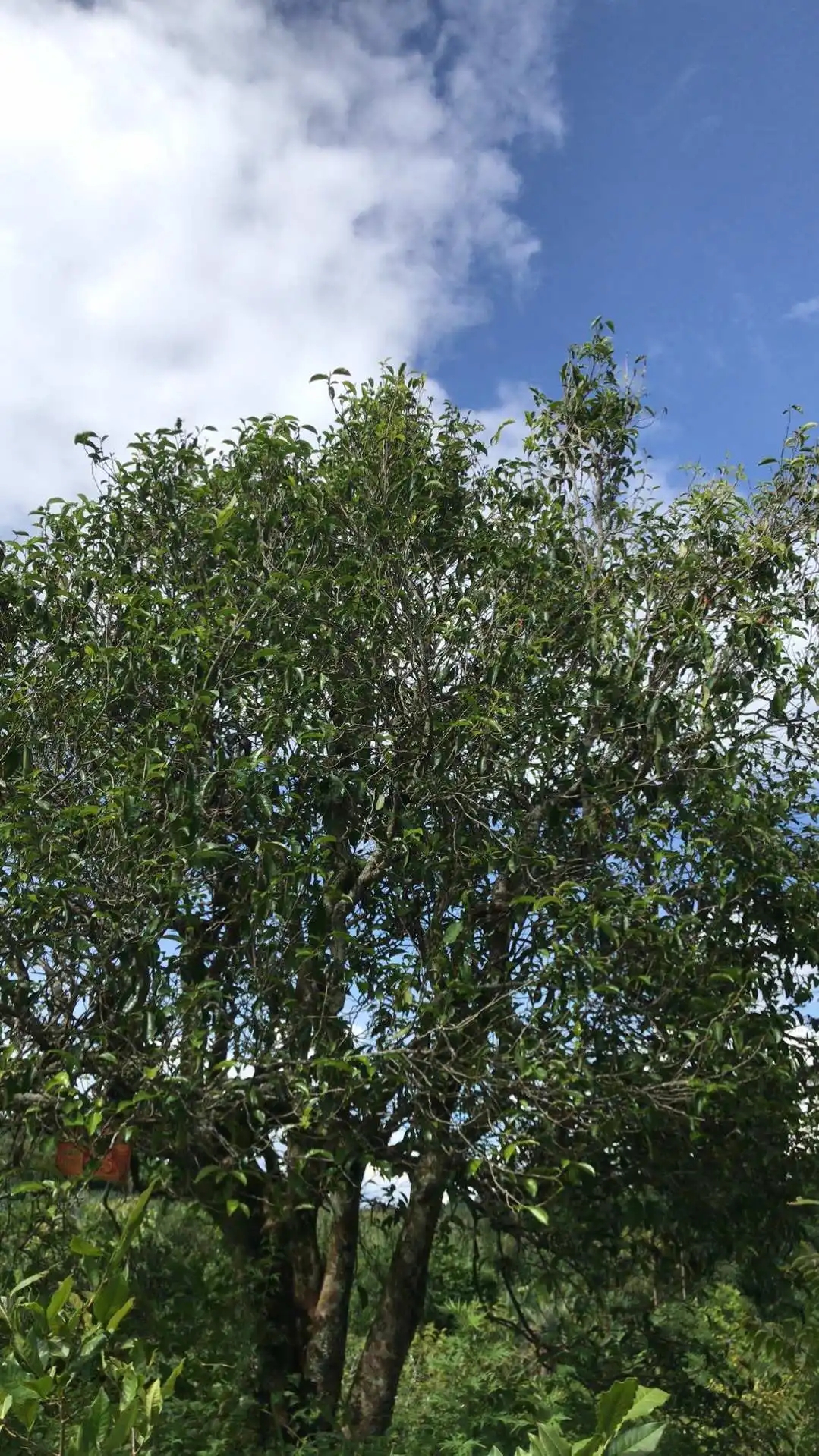 2023年鎮(zhèn)沅老烏山古樹春茶口感怎么樣？