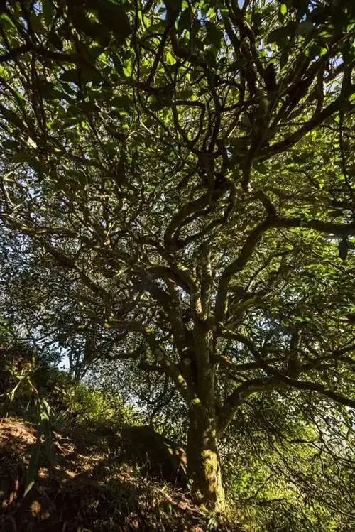 2023年鎮(zhèn)沅老烏山古樹春茶品質(zhì)如何？