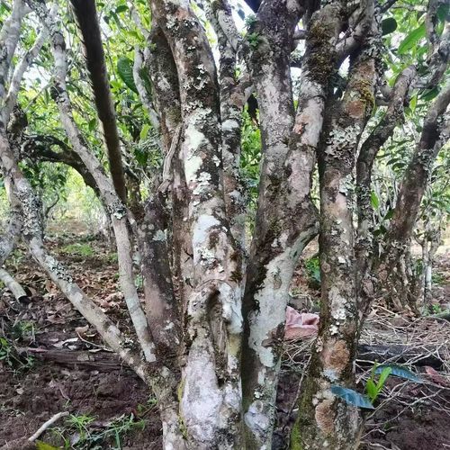 2023年鎮(zhèn)沅老烏山古樹春茶價(jià)格是多少？