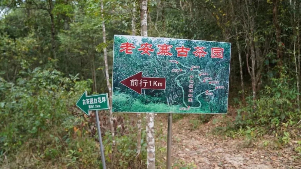 2023年普洱老安寨古樹春茶特點(diǎn)是什么？