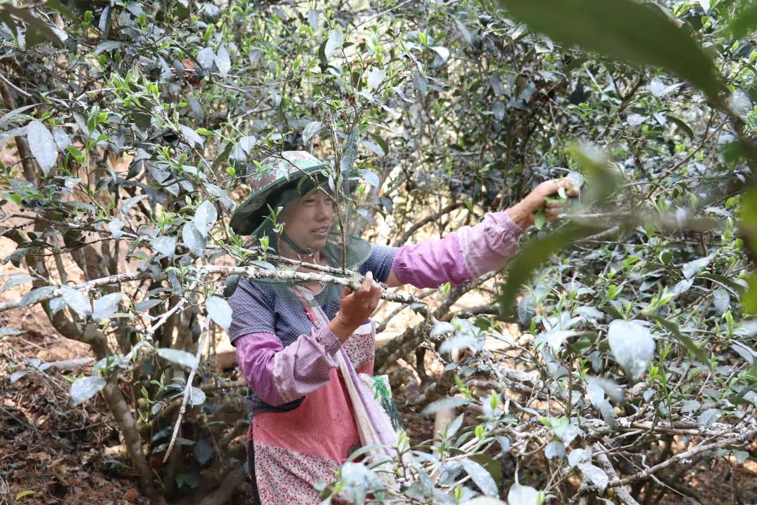 2023年普洱老安寨古樹春茶口感怎么樣？